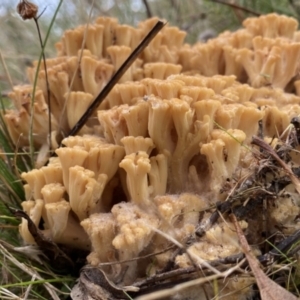 Ramaria capitata var. capitata at Jerrabomberra, NSW - 18 Apr 2022