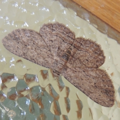 Ectropis excursaria (Common Bark Moth) at Conder, ACT - 30 Dec 2021 by michaelb