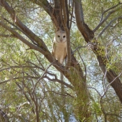 Tyto javanica (Eastern Barn Owl) at Petermann, NT - 29 Nov 2012 by jks