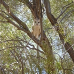 Tyto alba (Barn Owl) at Petermann, NT - 28 Nov 2012 by jksmits