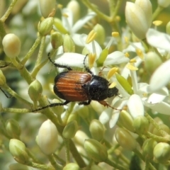 Phyllotocus navicularis (Nectar scarab) at Conder, ACT - 30 Dec 2021 by michaelb