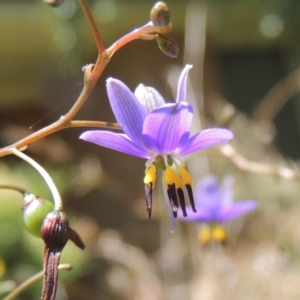 Dianella revoluta var. revoluta at Conder, ACT - 30 Dec 2021 12:02 PM