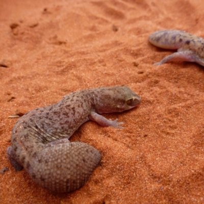 Diplodactylus conspicillatus (Fat-Tailed Diplodactylus) at Petermann, NT - 20 Nov 2012 by jks