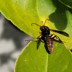 Polistes (Polistella) humilis at Holt, ACT - 18 Apr 2022 12:29 PM