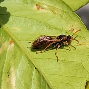 Polistes (Polistella) humilis at Holt, ACT - 18 Apr 2022 12:29 PM