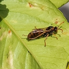 Polistes (Polistella) humilis at Holt, ACT - 18 Apr 2022