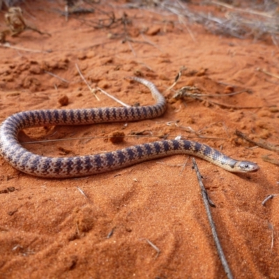 Brachyurophis fasciolatus fasciatus (Narrow-banded Shovel-nosed Snake) at Petermann, NT - 22 Nov 2012 by jks