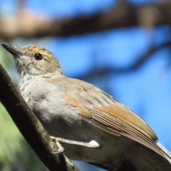 Colluricincla harmonica (Grey Shrikethrush) at Paddys River, ACT - 16 Apr 2022 by TomW