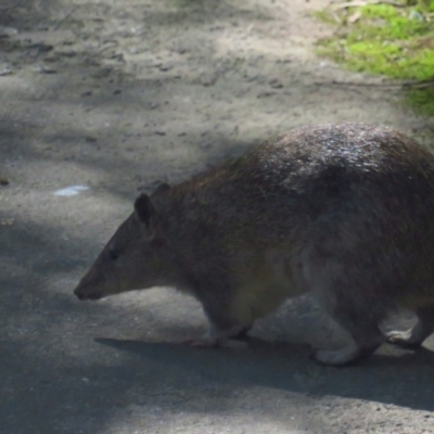 Isoodon obesulus obesulus (Southern Brown Bandicoot) at Paddys River, ACT - 16 Apr 2022 by BenW