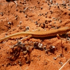 Ctenotus brooksi at Petermann, NT - 23 Mar 2012 by jksmits