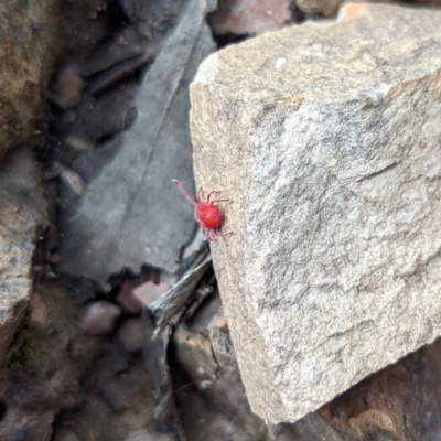 Acari (informal subclass) (Unidentified mite) at Molonglo Valley, ACT - 18 Apr 2022 by Positivism1