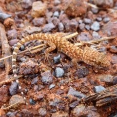 Heteronotia binoei (Bynoe's Gecko) at Petermann, NT - 28 Nov 2012 by jks