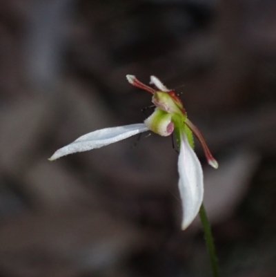 Eriochilus cucullatus (Parson's Bands) at Jerrabomberra, NSW - 18 Apr 2022 by AnneG1