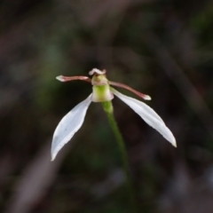 Eriochilus cucullatus at Jerrabomberra, NSW - 18 Apr 2022