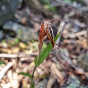 Diplodium coccinum at Byadbo Wilderness, NSW - suppressed