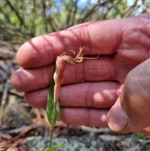 Diplodium coccinum at Byadbo Wilderness, NSW - suppressed