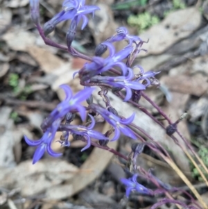 Lobelia gibbosa at Byadbo Wilderness, NSW - 17 Apr 2022