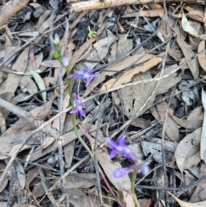 Lobelia dentata/gibbosa at Byadbo Wilderness, NSW - 17 Apr 2022