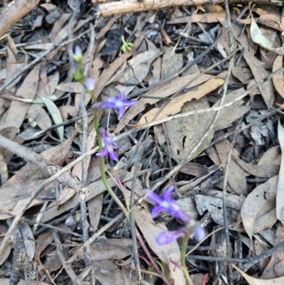 Lobelia dentata/gibbosa (Lobelia dentata or gibbosa) at Byadbo Wilderness, NSW - 17 Apr 2022 by jpittock