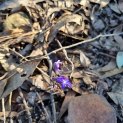 Lobelia gibbosa (Tall Lobelia) at Byadbo Wilderness, NSW - 17 Apr 2022 by jpittock