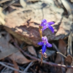 Lobelia gibbosa at Byadbo Wilderness, NSW - 17 Apr 2022 08:38 AM