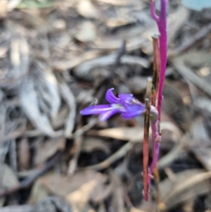 Lobelia gibbosa at Byadbo Wilderness, NSW - 17 Apr 2022