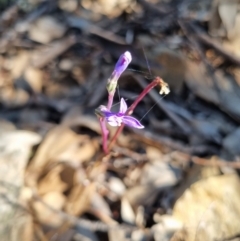 Lobelia dentata/gibbosa (Lobelia dentata or gibbosa) at Kosciuszko National Park - 16 Apr 2022 by jpittock