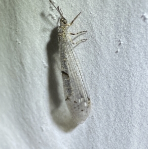 Bandidus canifrons at Numeralla, NSW - suppressed