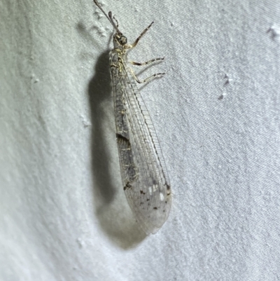 Bandidus canifrons (An Antlion Lacewing) at Numeralla, NSW - 17 Apr 2022 by Steve_Bok