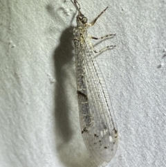 Bandidus canifrons at Numeralla, NSW - suppressed