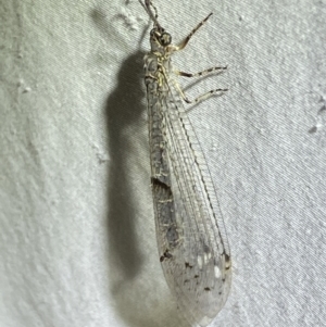 Bandidus canifrons at Numeralla, NSW - suppressed