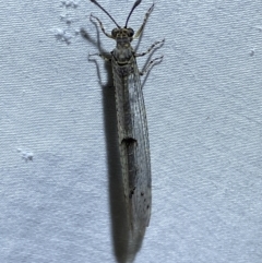 Bandidus canifrons at Numeralla, NSW - suppressed