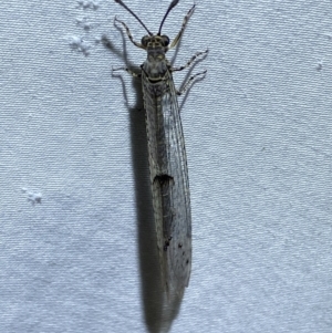 Bandidus canifrons at Numeralla, NSW - suppressed