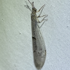 Bandidus canifrons at Numeralla, NSW - suppressed