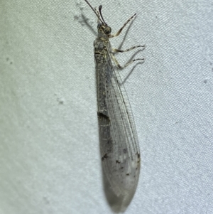 Bandidus canifrons at Numeralla, NSW - suppressed