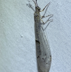 Bandidus canifrons at Numeralla, NSW - suppressed