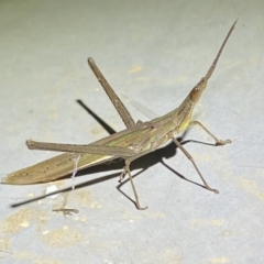 Acrida conica at Numeralla, NSW - suppressed