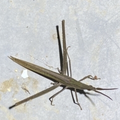 Acrida conica at Numeralla, NSW - suppressed