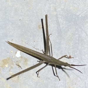 Acrida conica at Numeralla, NSW - suppressed