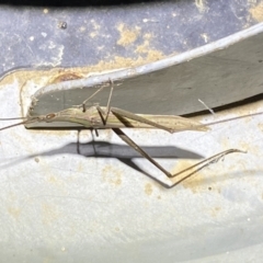 Acrida conica at Numeralla, NSW - suppressed