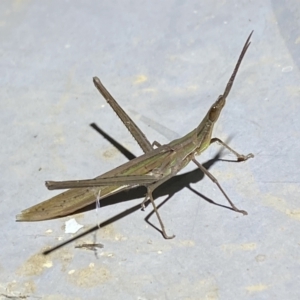 Acrida conica at Numeralla, NSW - suppressed