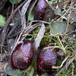 Corysanthes hispida at Jerrabomberra, NSW - suppressed