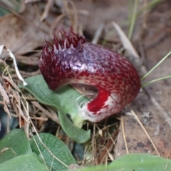 Corysanthes hispida at Jerrabomberra, NSW - suppressed