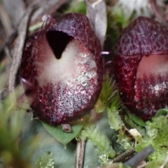 Corysanthes hispida at Jerrabomberra, NSW - suppressed