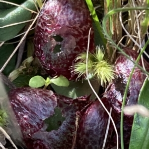 Corysanthes hispida at Jerrabomberra, NSW - suppressed