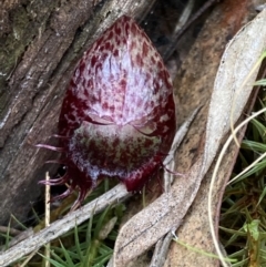 Corysanthes hispida at Jerrabomberra, NSW - suppressed