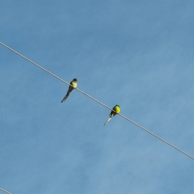 Psephotus haematonotus (Red-rumped Parrot) at Lake Cargelligo, NSW - 18 Apr 2022 by AaronClausen