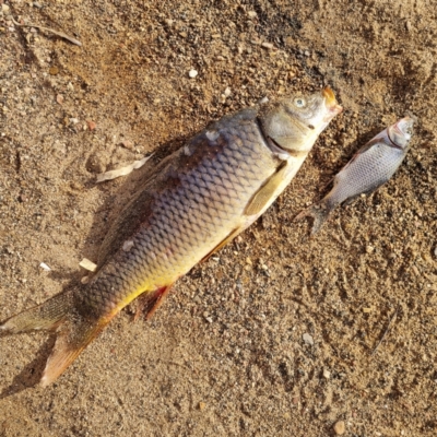 Cyprinus carpio (Common Carp) at Lake Cargelligo, NSW - 18 Apr 2022 by AaronClausen