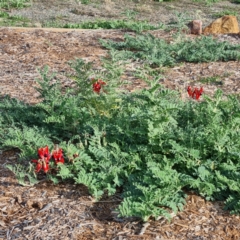 Swainsona formosa (Sturt's Desert Pea) at Lake Cargelligo, NSW - 18 Apr 2022 by AaronClausen