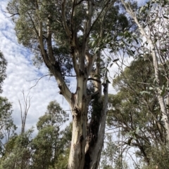 Callocephalon fimbriatum (Gang-gang Cockatoo) at Tinderry, NSW - 16 Apr 2022 by George